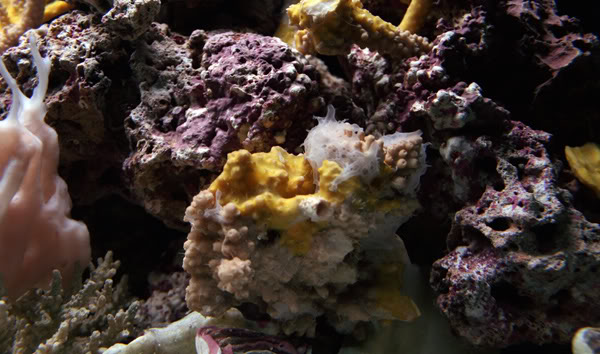 Cryptic refugium | Reef2Reef